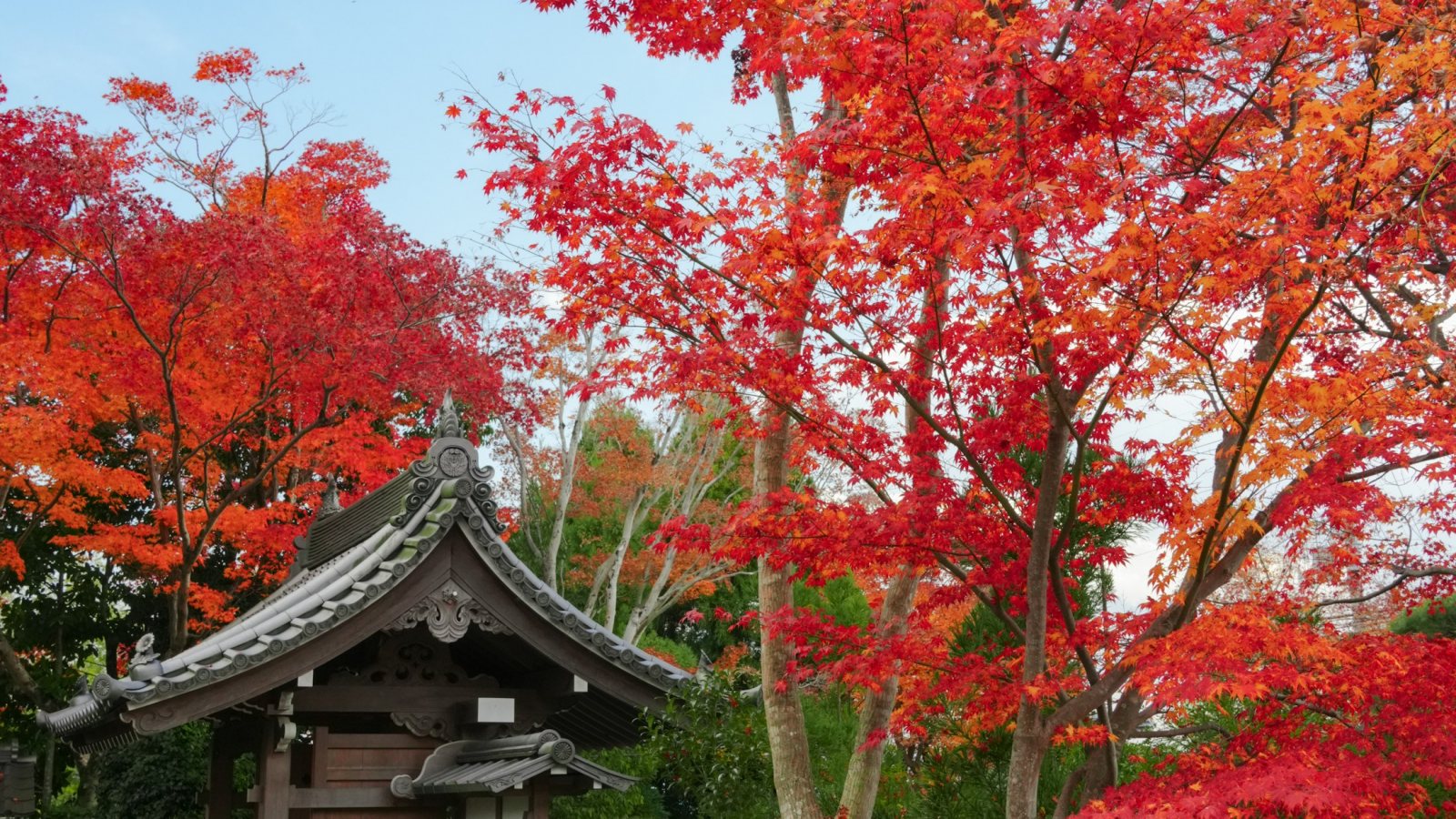 Rotes Herbstlaub an einem Tempelweg in Kyoto
