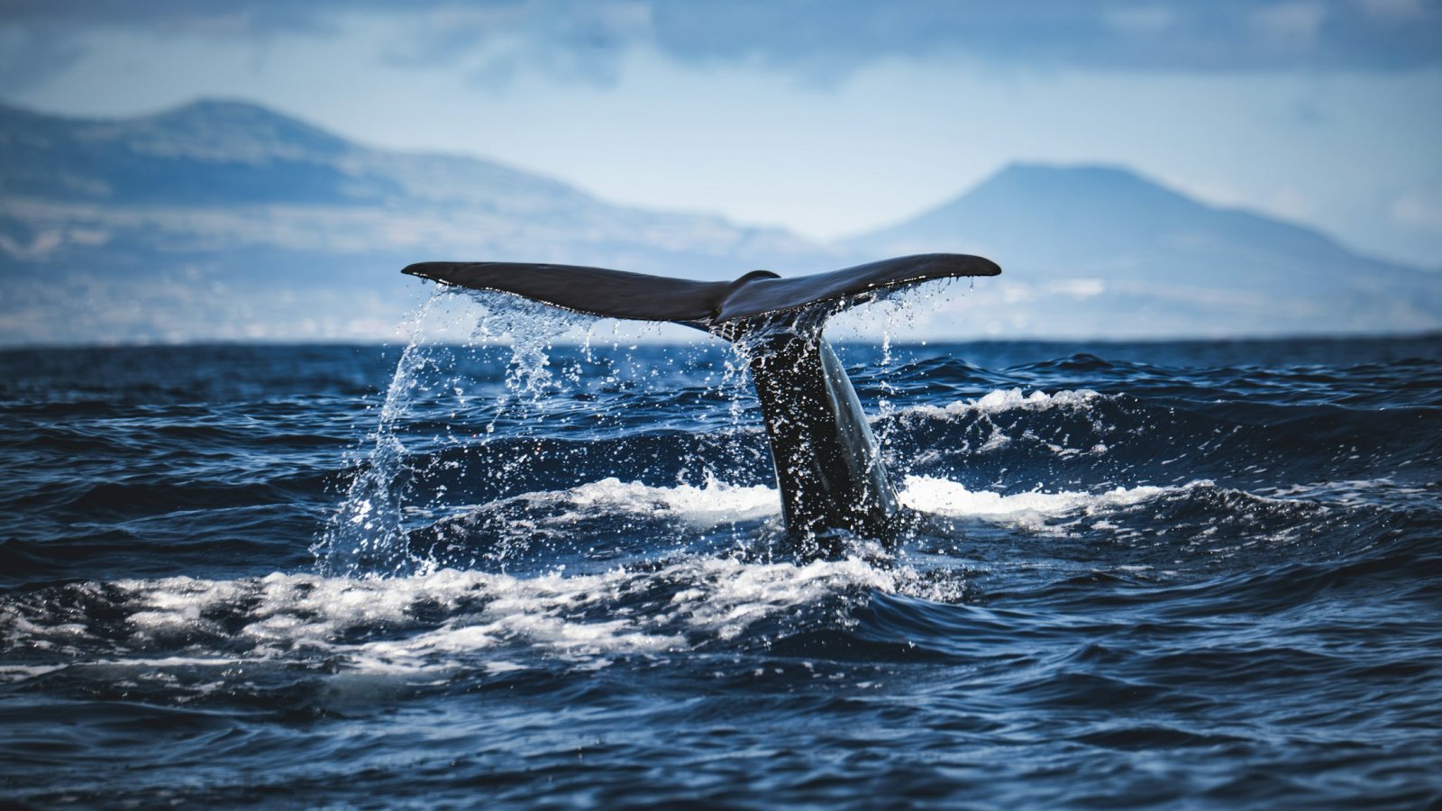 Walfluke beim Abtauchen im offenen Meer