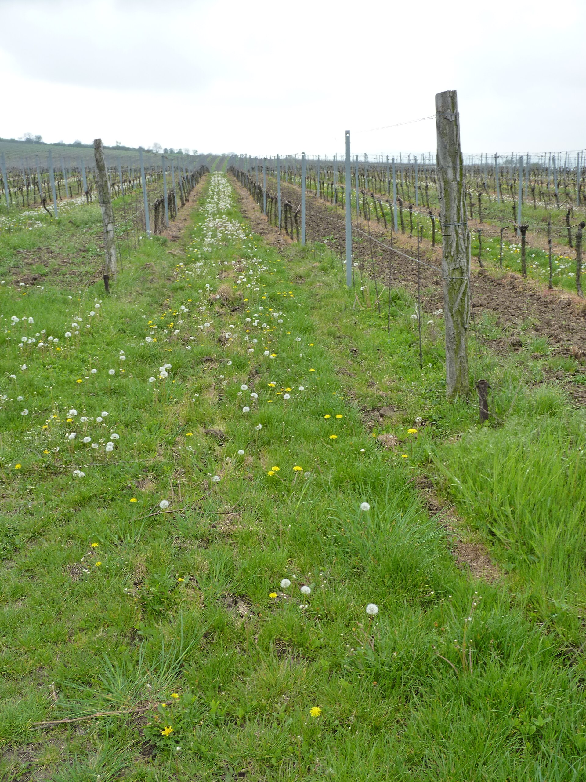 Weinberge in der Pálava zwischen Mikulov und Klentnice