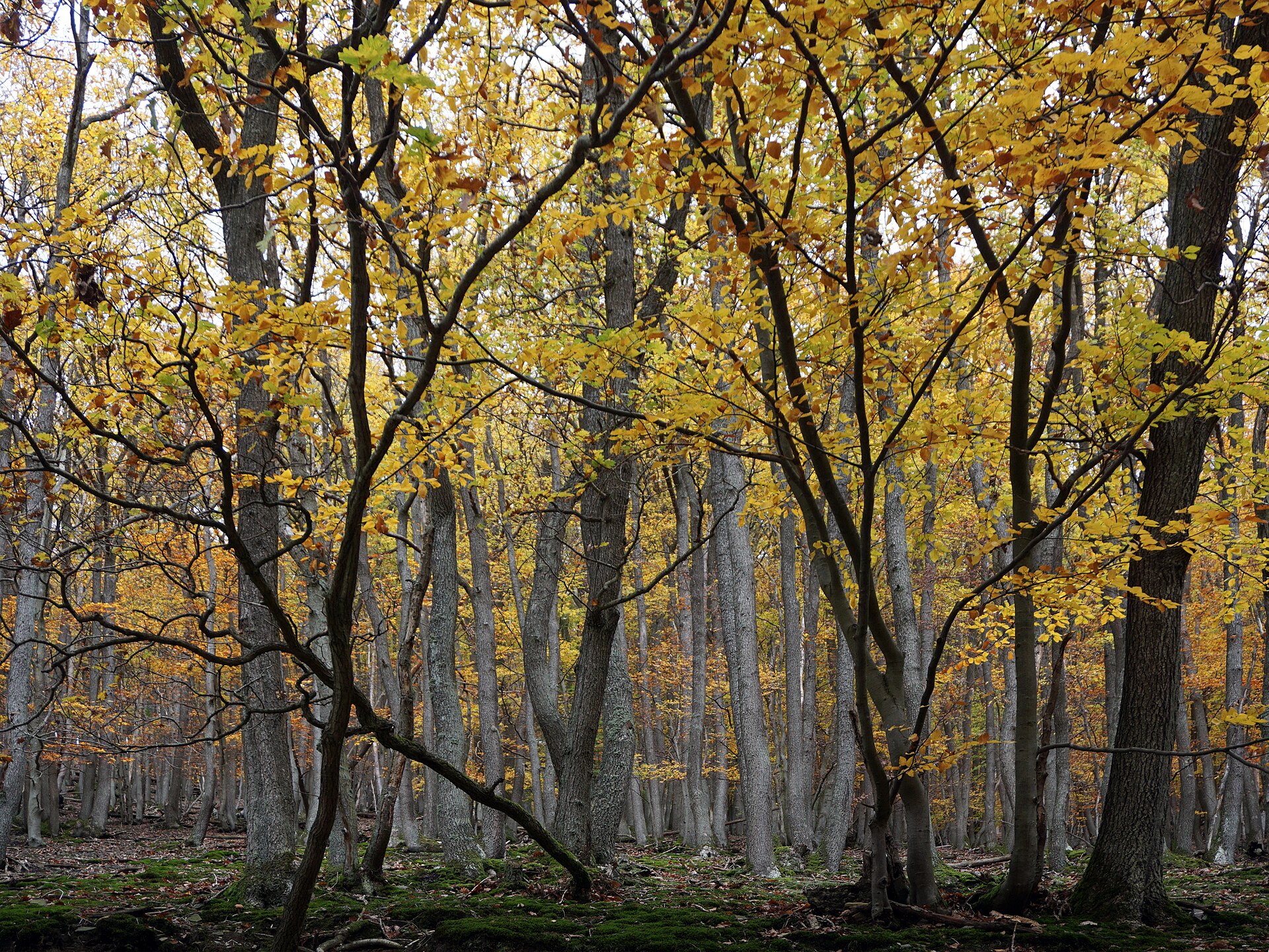Herbstwald im Nationalpark Eifel