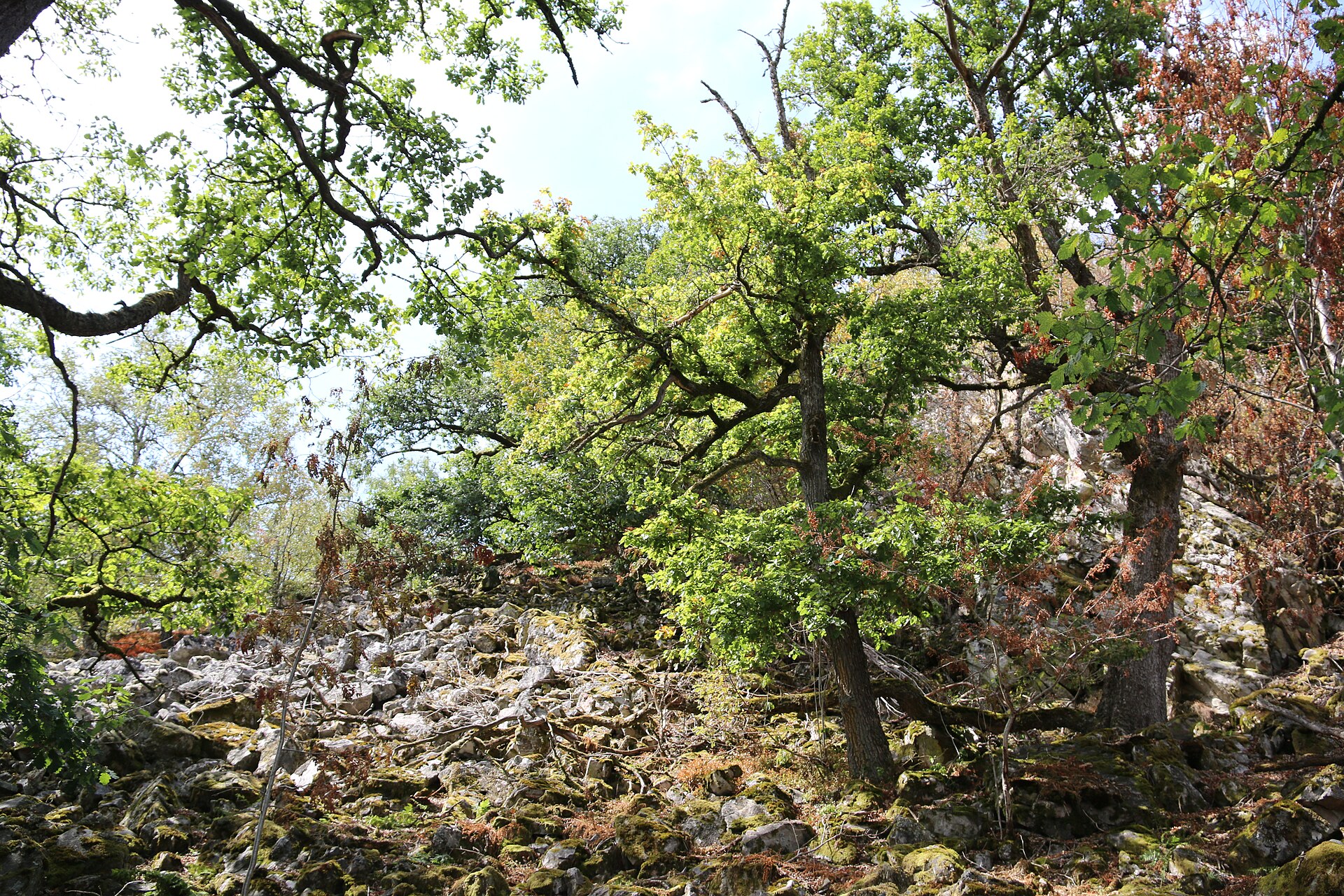 Wald im Nationalpark Hunsrück-Hochwald