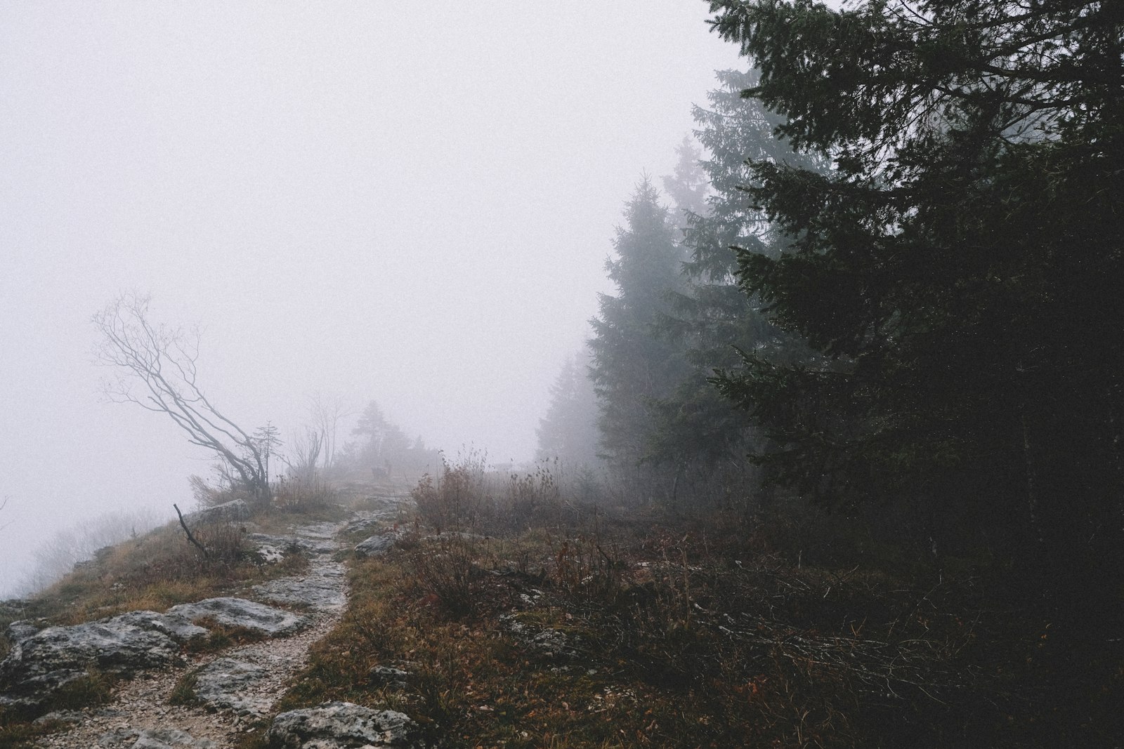 Nebeliger Wald im Haut-Jura