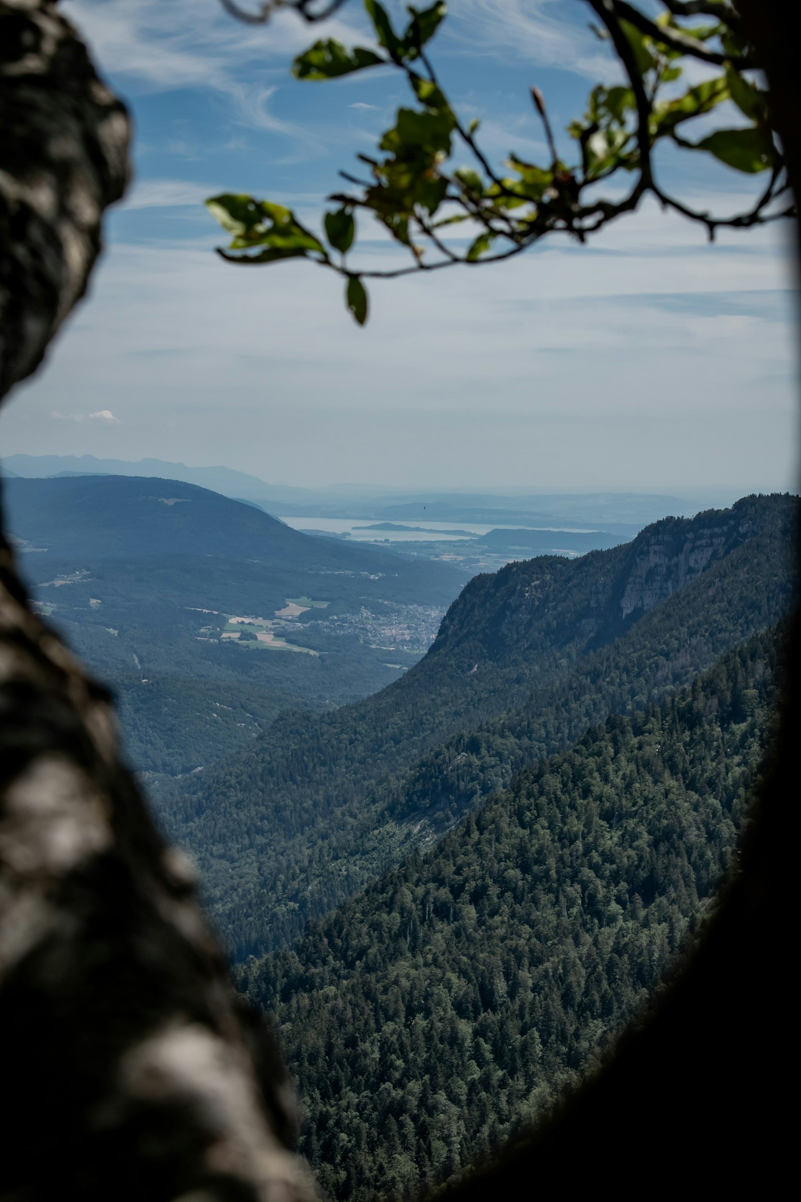 Wald im Schweizer Jura