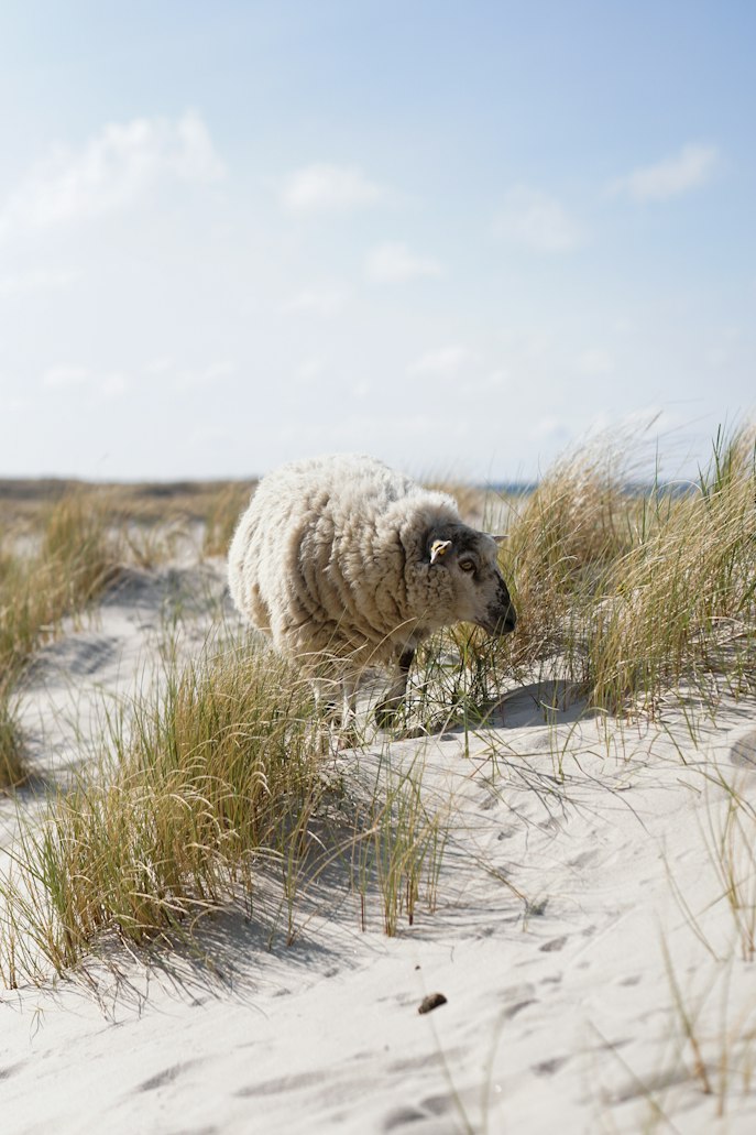 Dünenlandschaft an der Nordsee