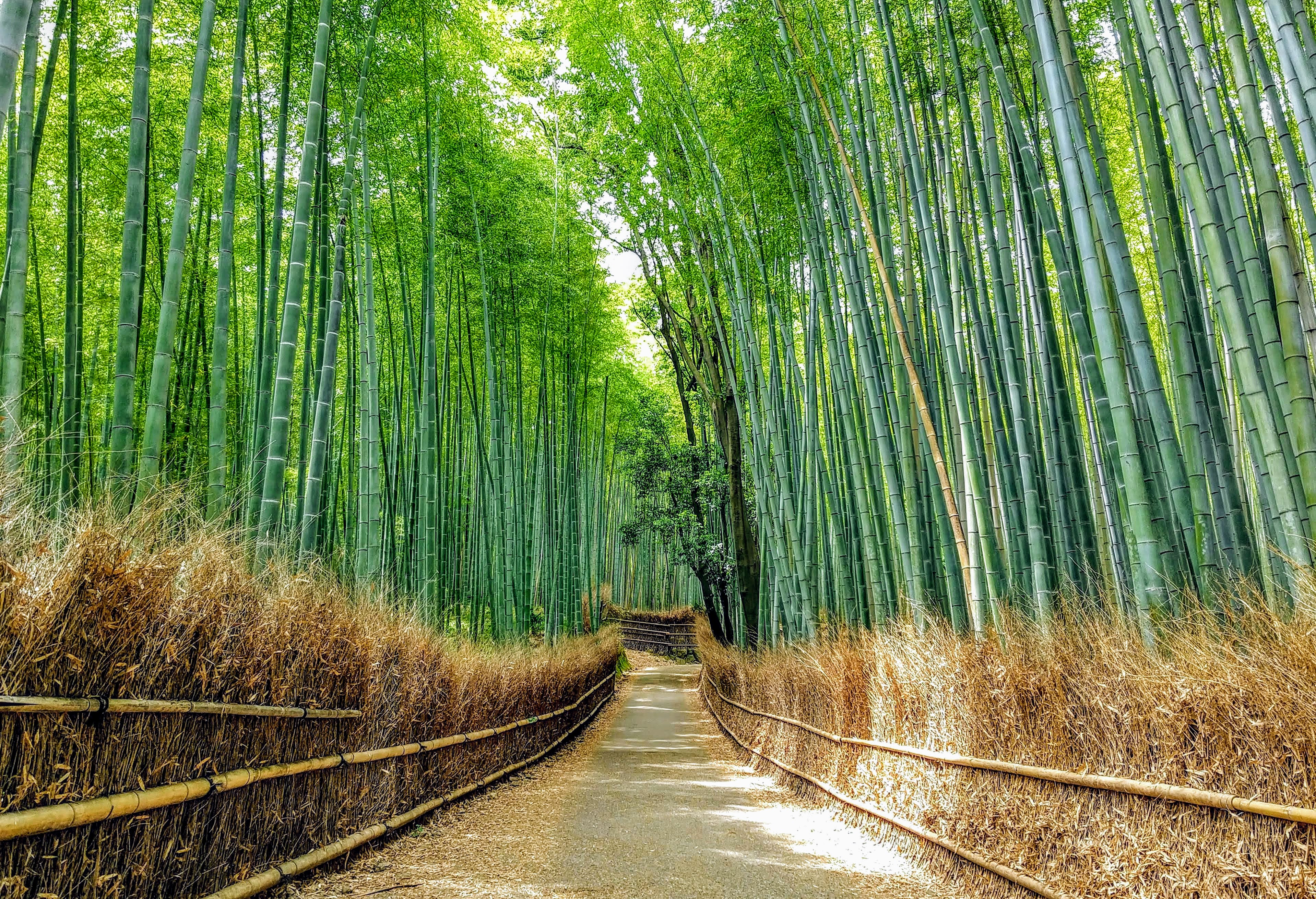 Bambuswald von Arashiyama bei Kyoto