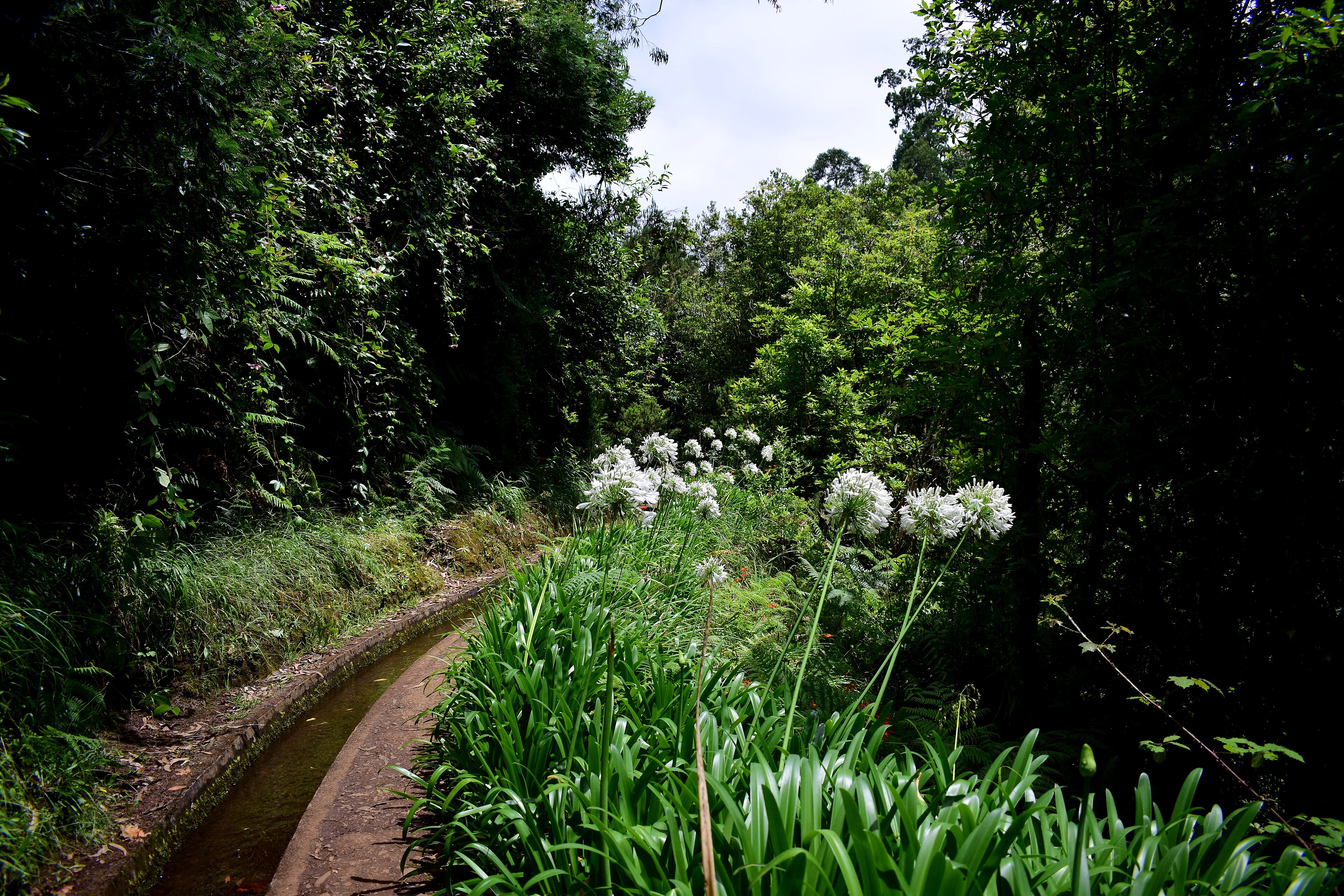 Levada-Wanderweg auf Madeira