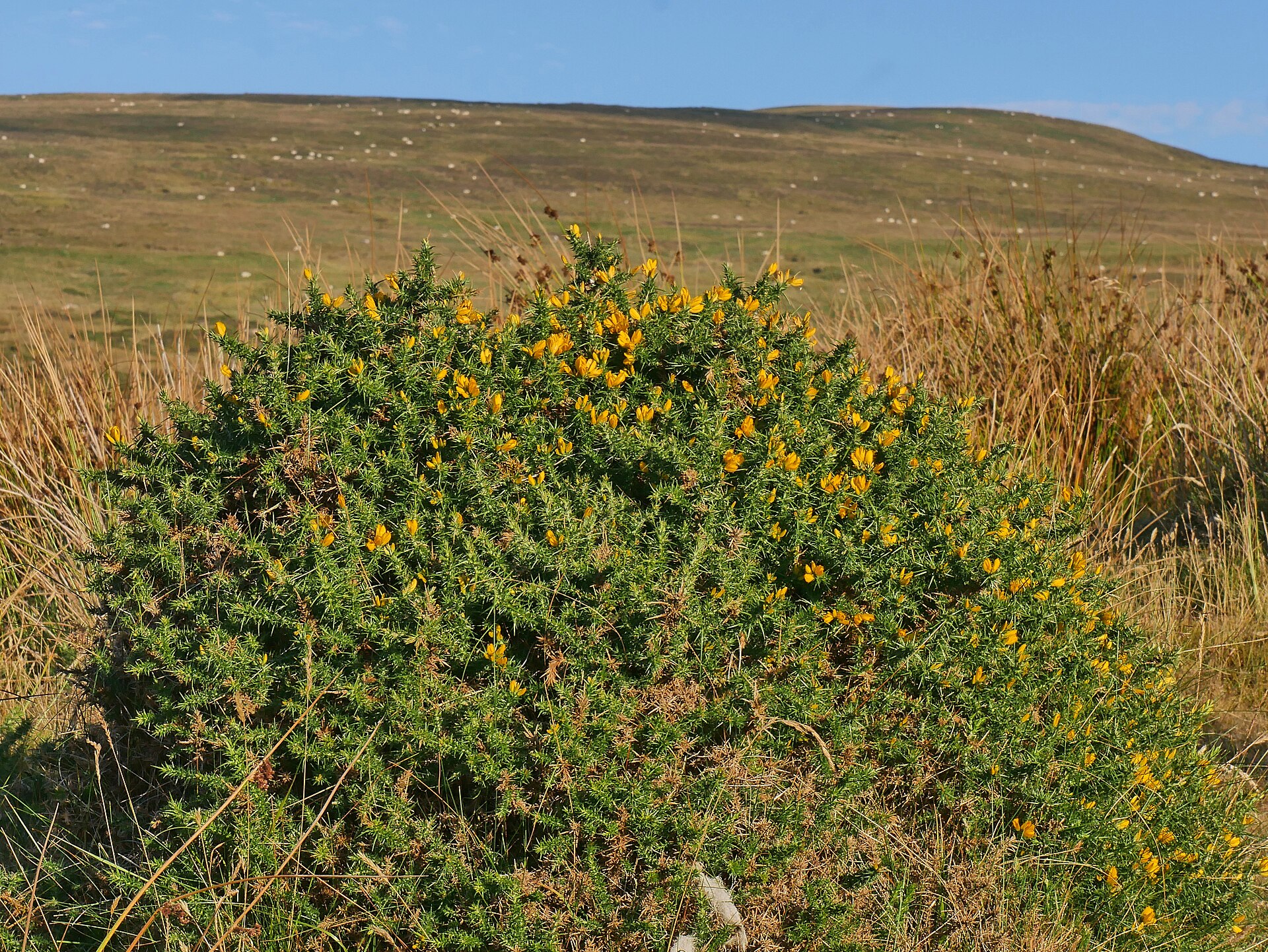 Preseli Hills im Hinterland