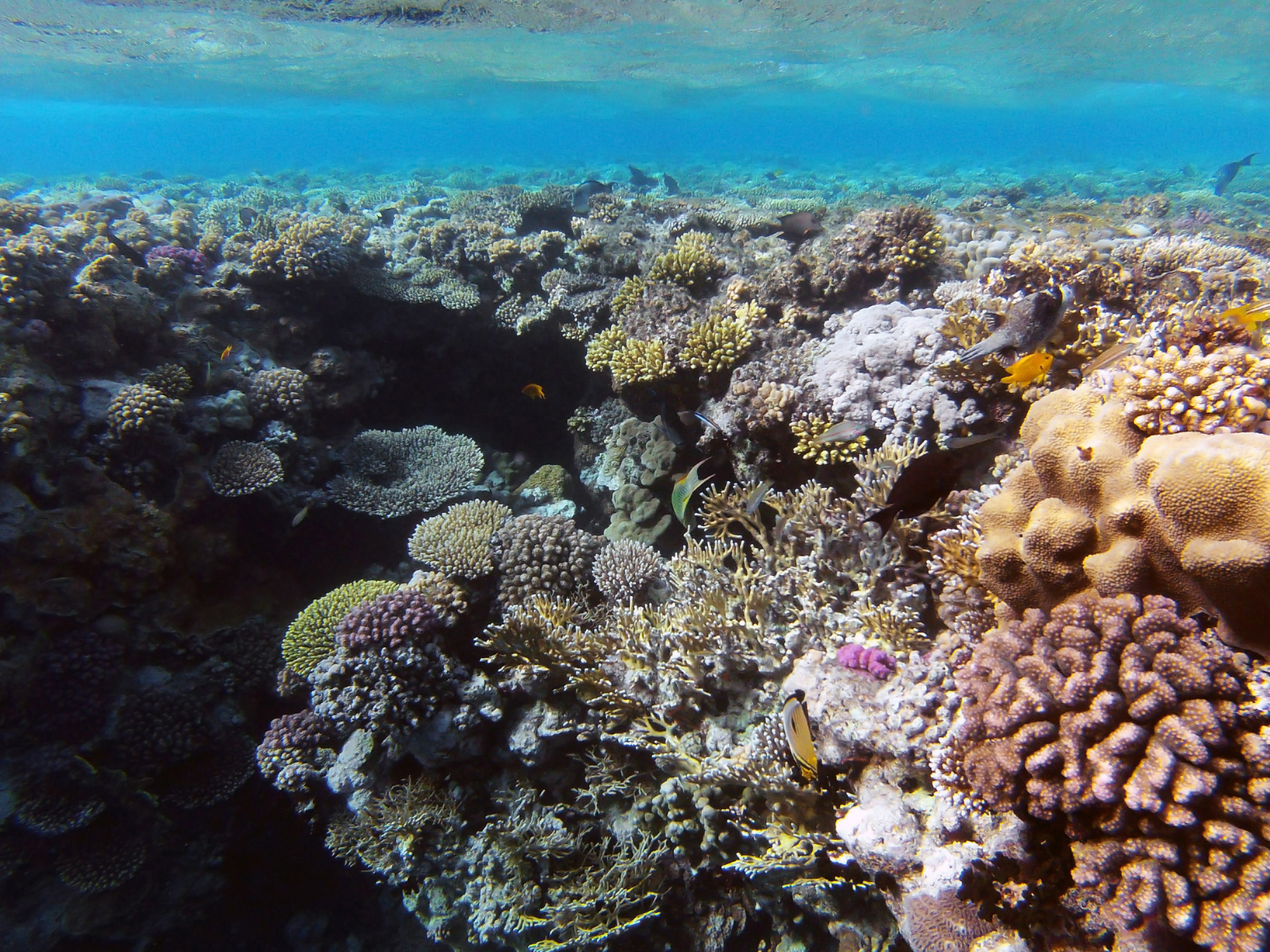 Ras Mohammed National Park